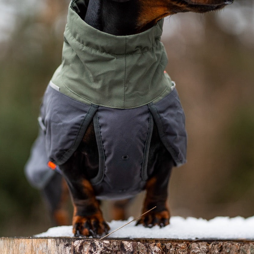 Teckel met Non-stop dogwear hondenwinterjas Glacier 2.0 Wol Groen/grijs