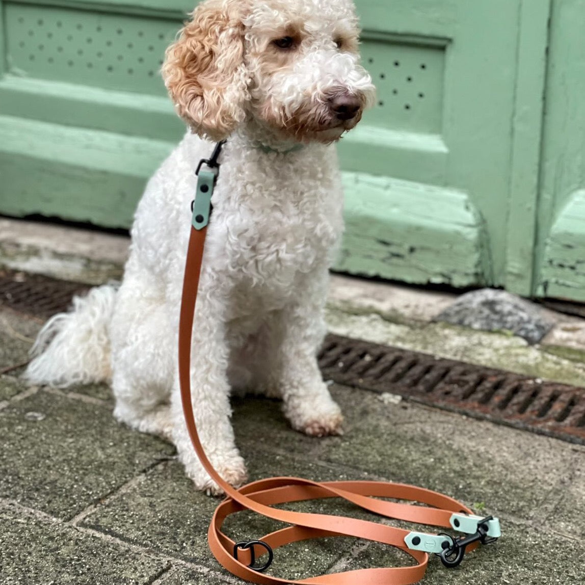 Labradoodle met verstelbare hondenriem in cognac en sage