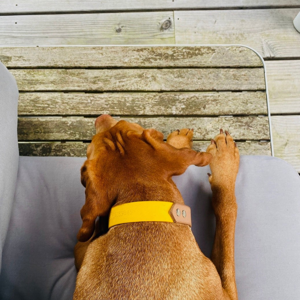 Vizsla draagt luxe halsband geel biothane naturel leer