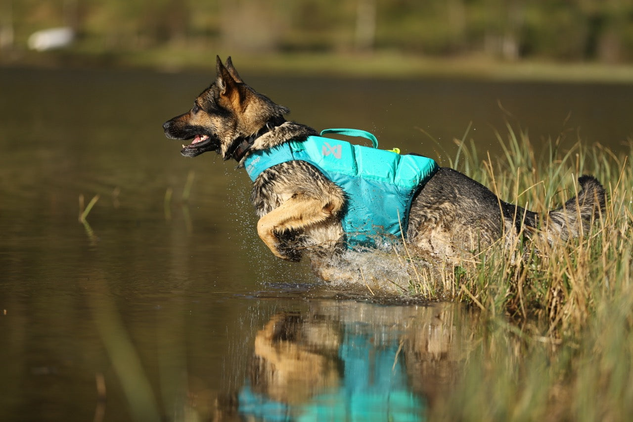 Schwimmweste Hund | Protektor-Rettungsweste, Blaugrün