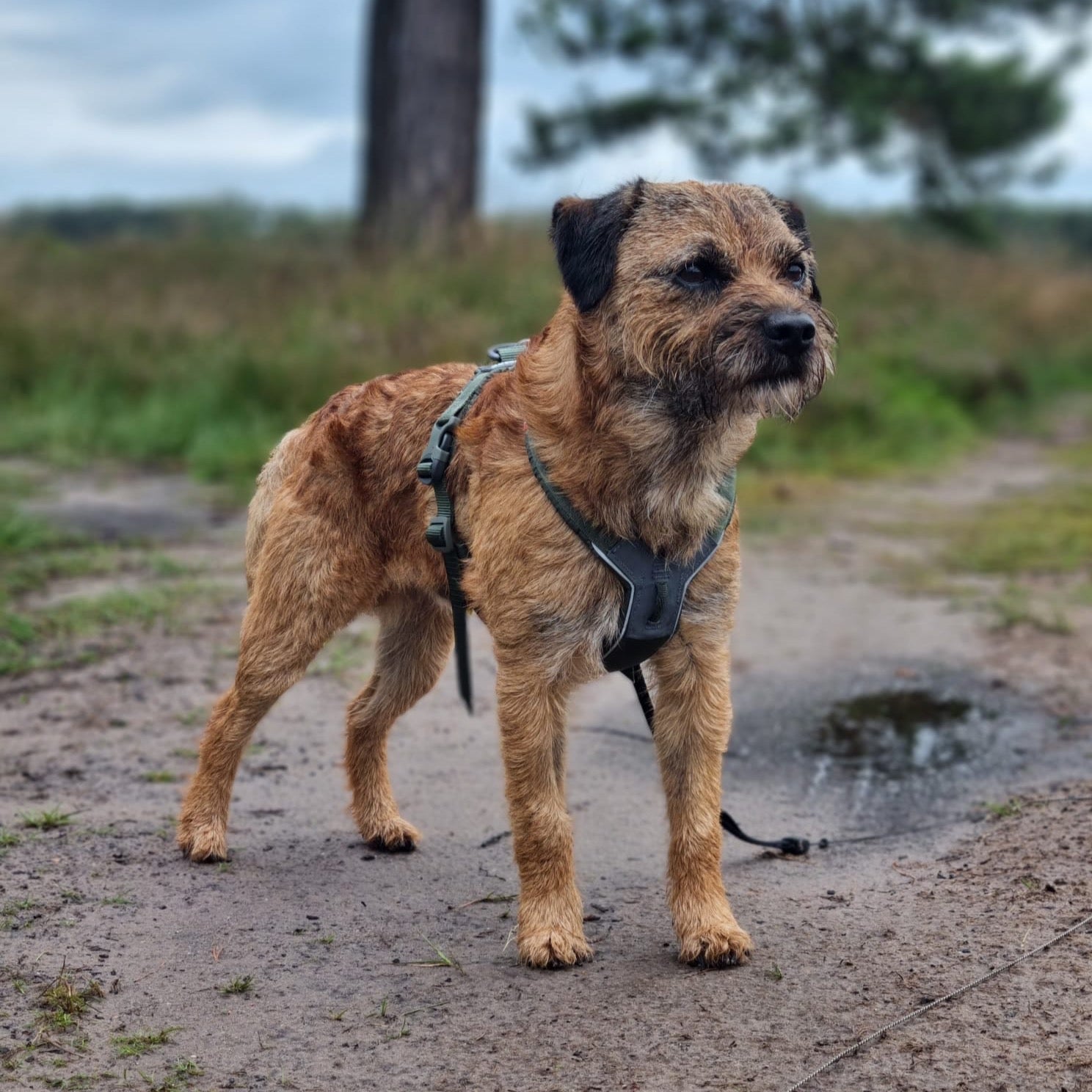 Non-stop dogwear tuigje line 5.0 border terrier