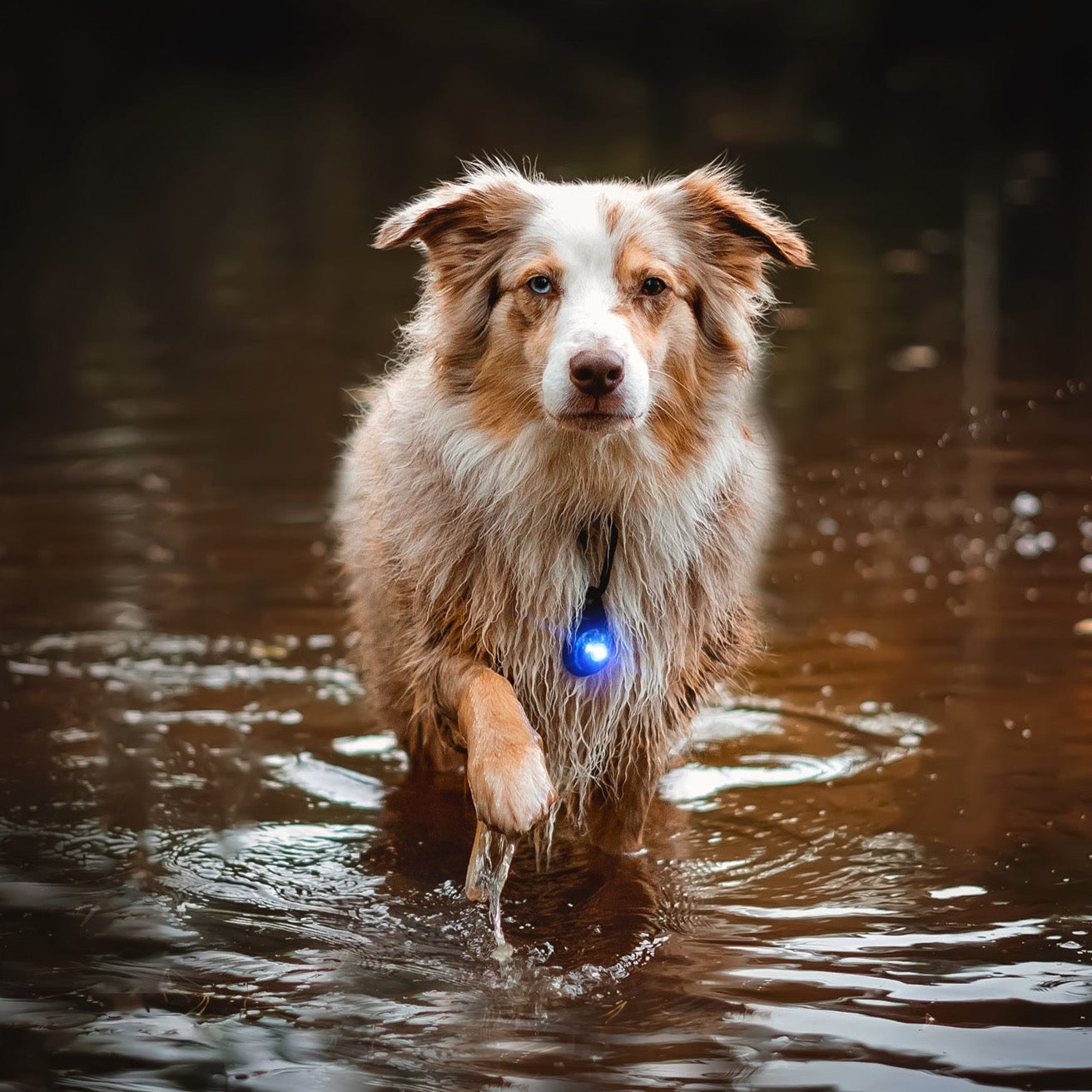 Australian Shephord draagt orbiloc carabiner, speciaal voor honden met een lange vacht, blauw kleur lampje