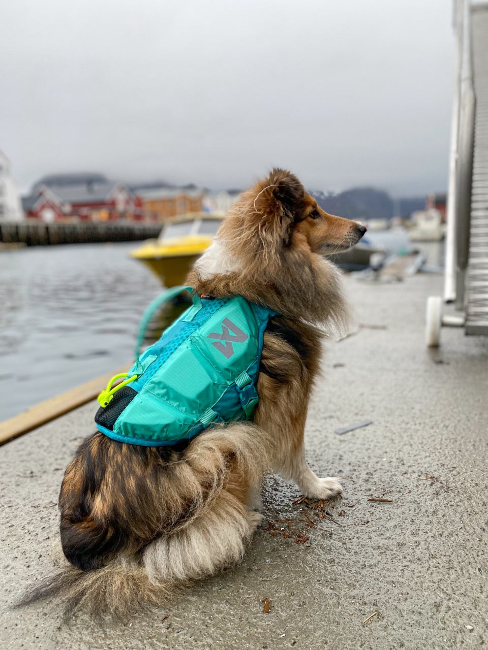 Schwimmweste Hund | Protektor-Rettungsweste, Blaugrün