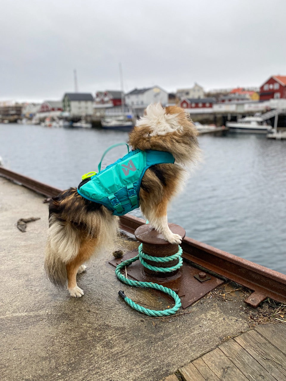 Schwimmweste Hund | Protektor-Rettungsweste, Blaugrün