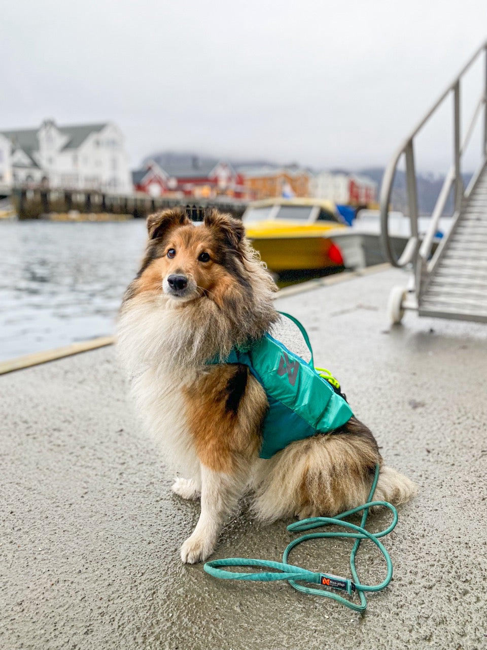 Schwimmweste Hund | Protektor-Rettungsweste, Blaugrün