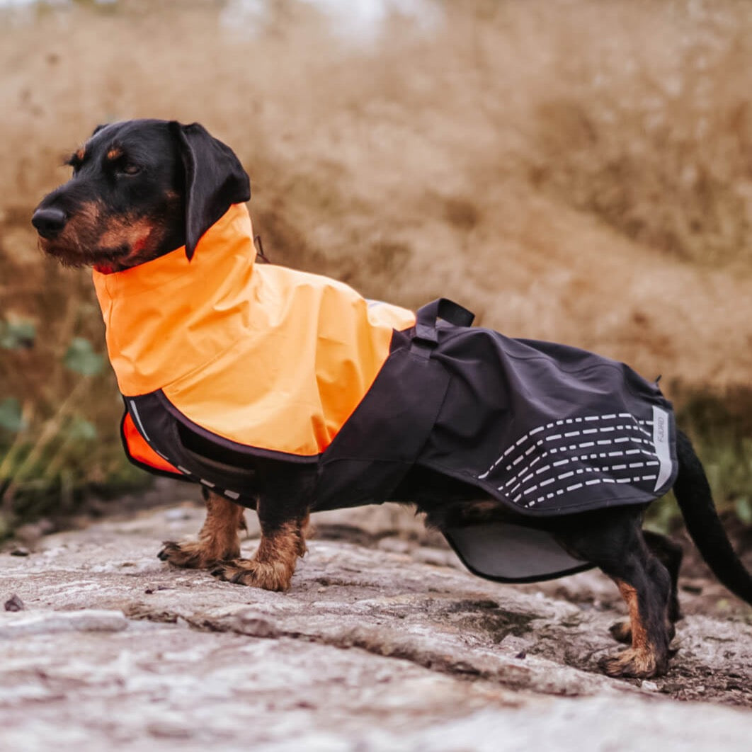 Vizsla raincoat 2024