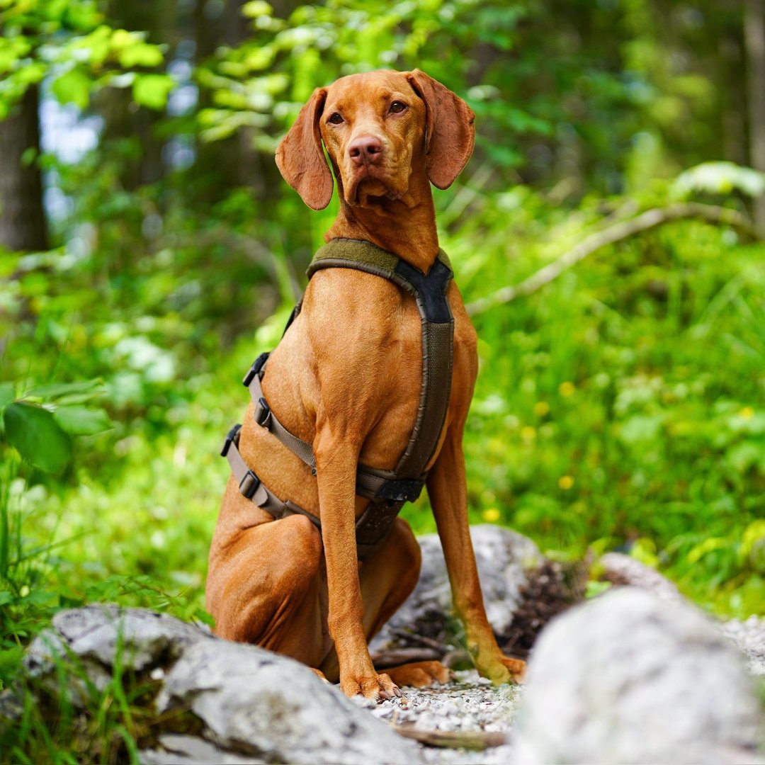 anti ontsnappings y tuigje vizsla