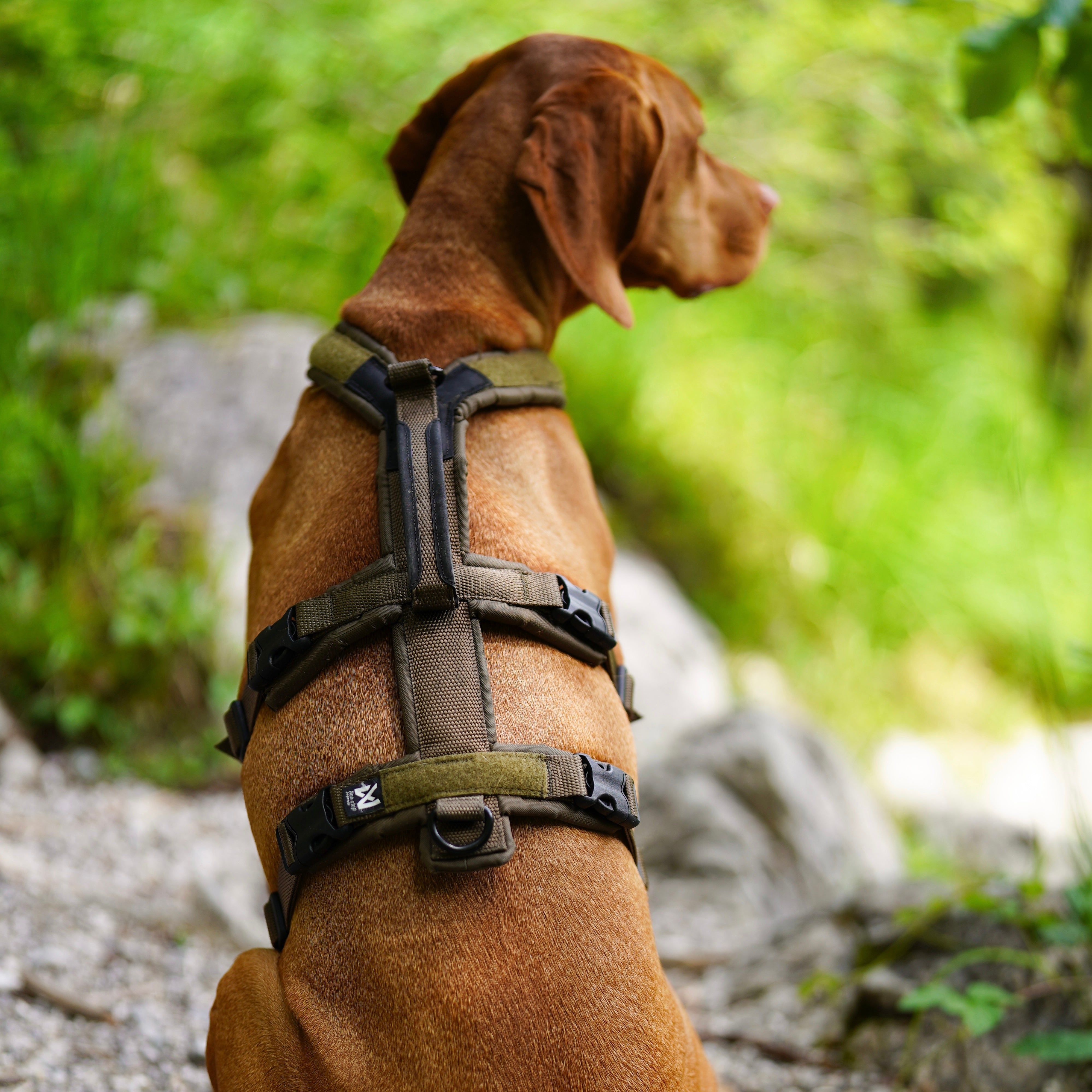 anti ontsnappingstuigje vizsla non stop dogwear