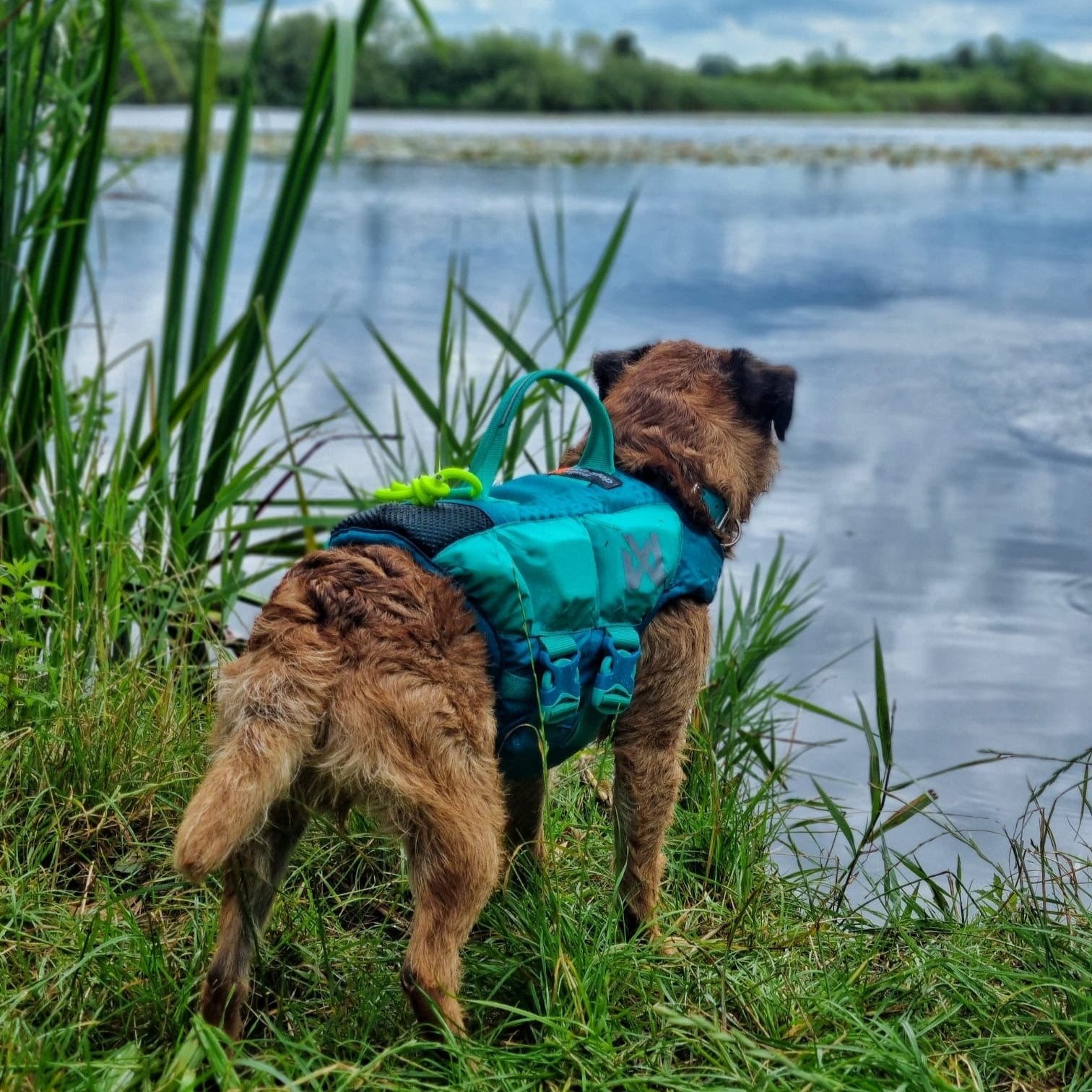 Schwimmweste Hund | Protektor-Rettungsweste, Blaugrün