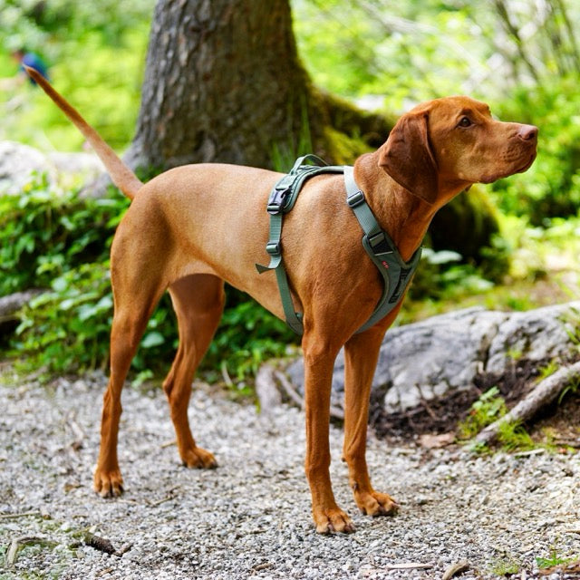 beste hondentuigje vizsla