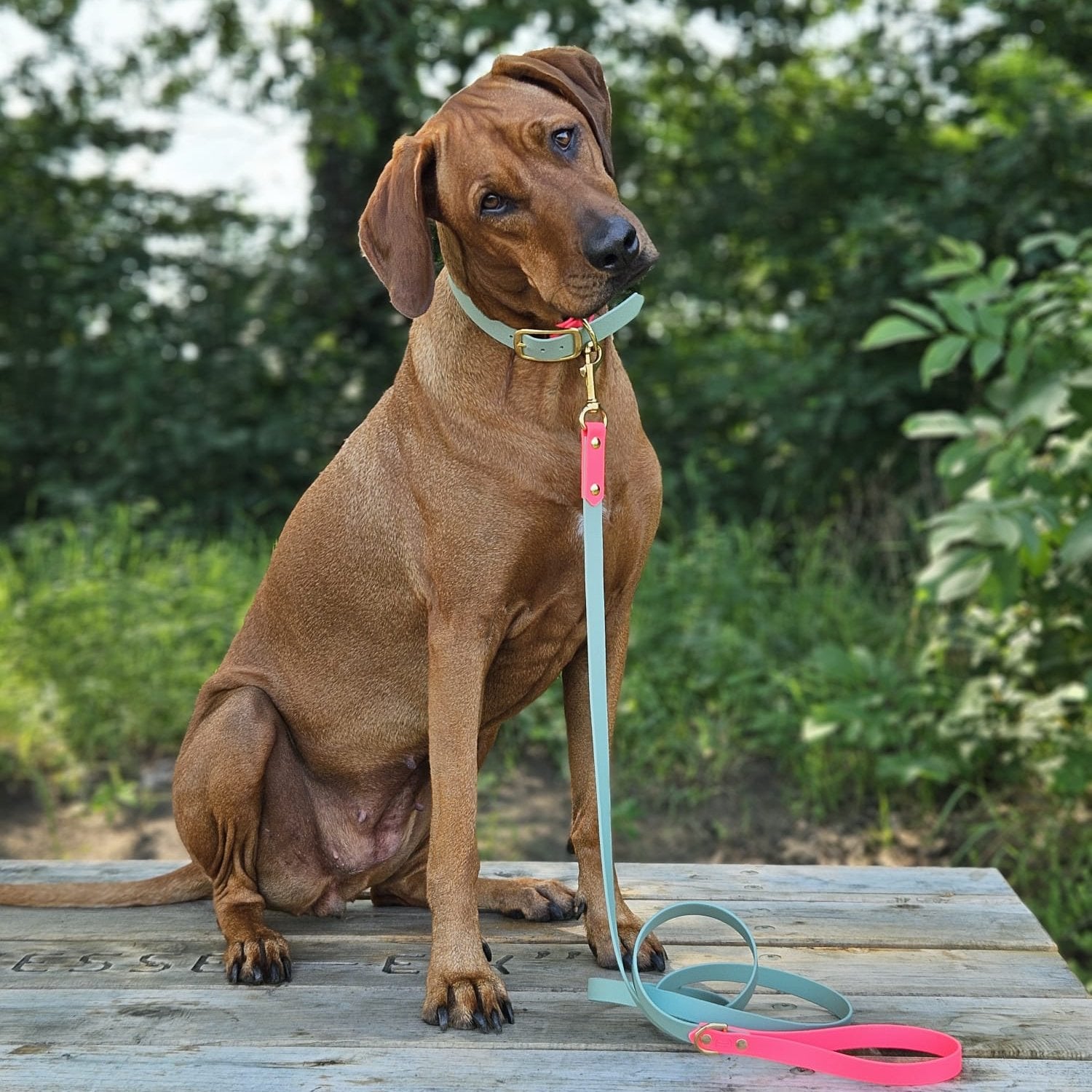 ridgeback met biothane halsband en riem