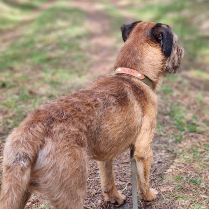 Border Terrier met halsband met naamplaat in olijfgroen en cognac