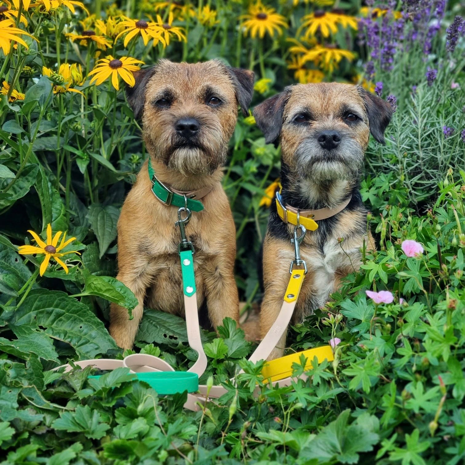 hondenriem voor border terrier