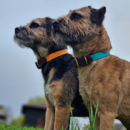 Border terriers met luxe hondenhalsband