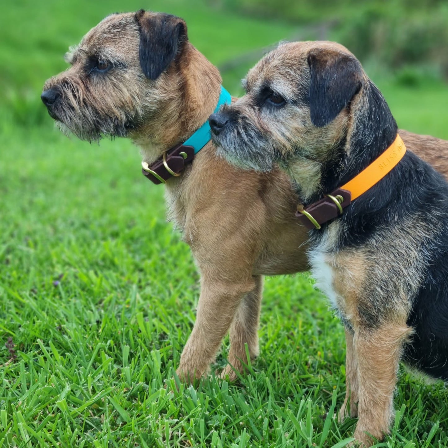 border terriers met luxe hondenhalsband met naam