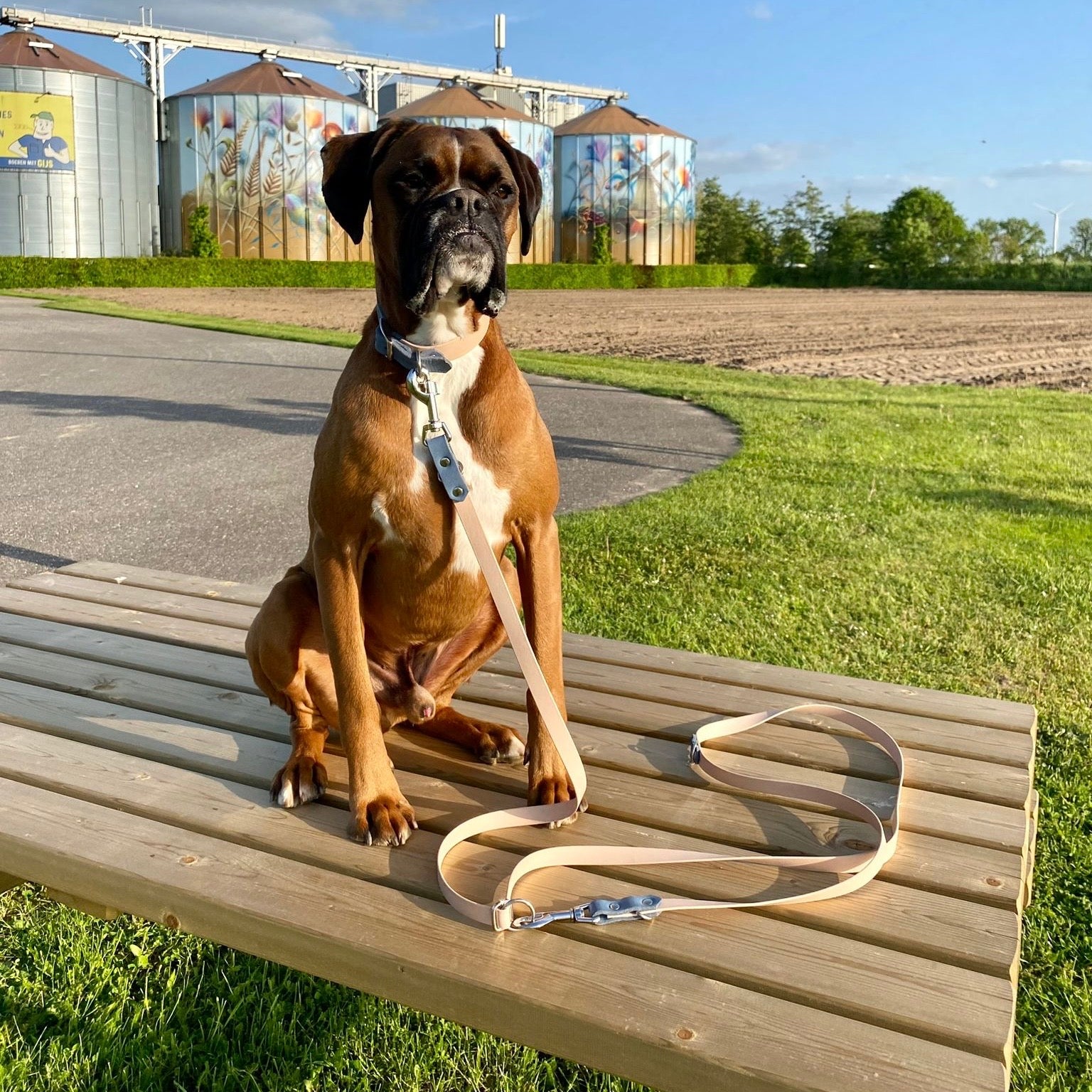 Boxer met luxe verstelbare hondenriem en luxe halsband gemaakt van leer en BioThane