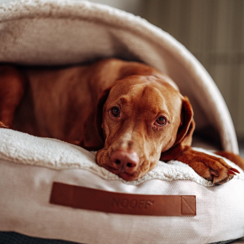 Vizsla ligt in cozy cave beige NOOFF