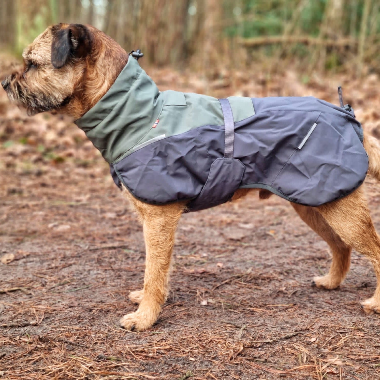 Border Terrier met Non-stop dogwear hondenwinterjas Glacier 2.0 Wol Groen/grijs