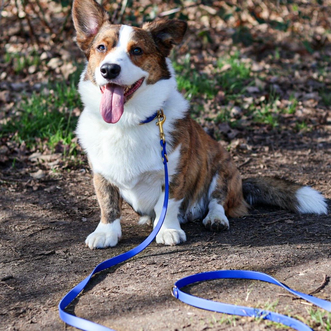 Corgi met verstelbare hondenriem BioThane kobalt