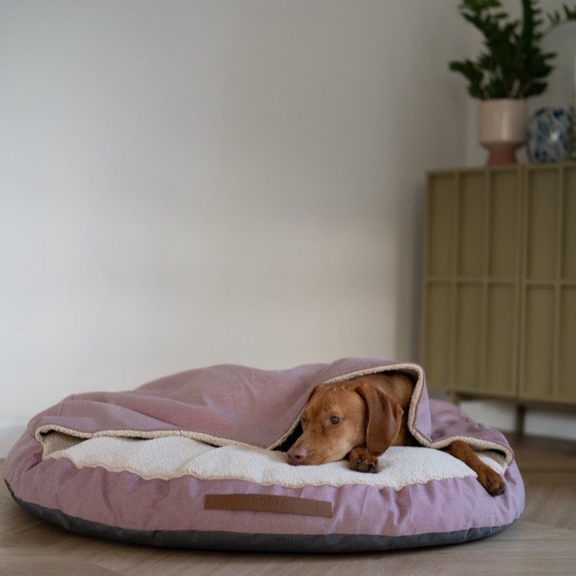 cosy cave vizsla