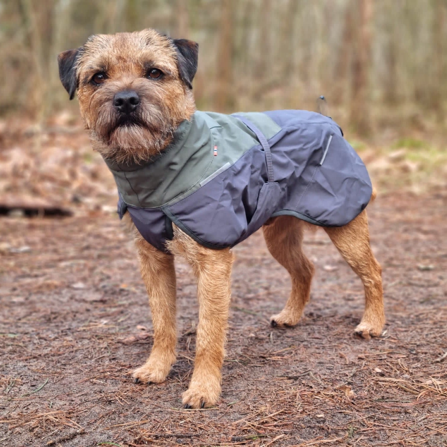 Border Terrier met Non-stop dogwear hondenwinterjas Glacier 2.0 Wol Groen/grijs