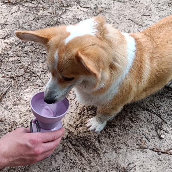 corgi hond drinkt uit drinkfles