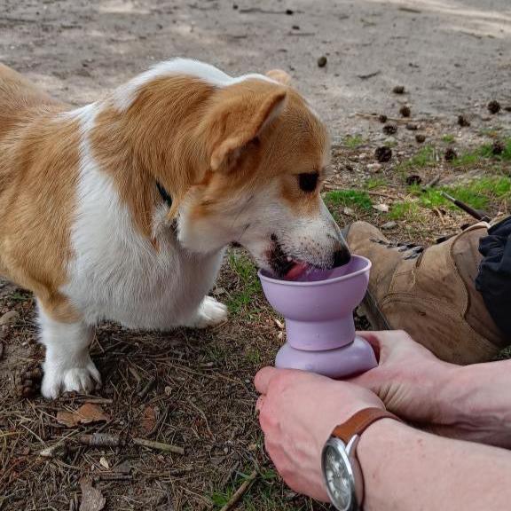 drinkfles hond corgi