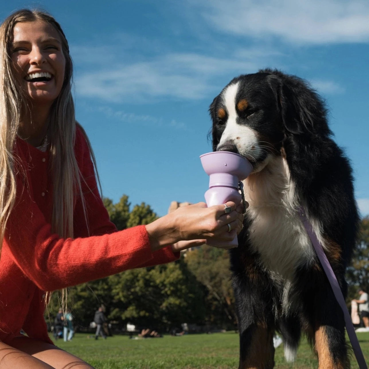 Berner Sennen drinkt uit Hondendrinkfles paars merk Springer Flip 591ML lekdicht