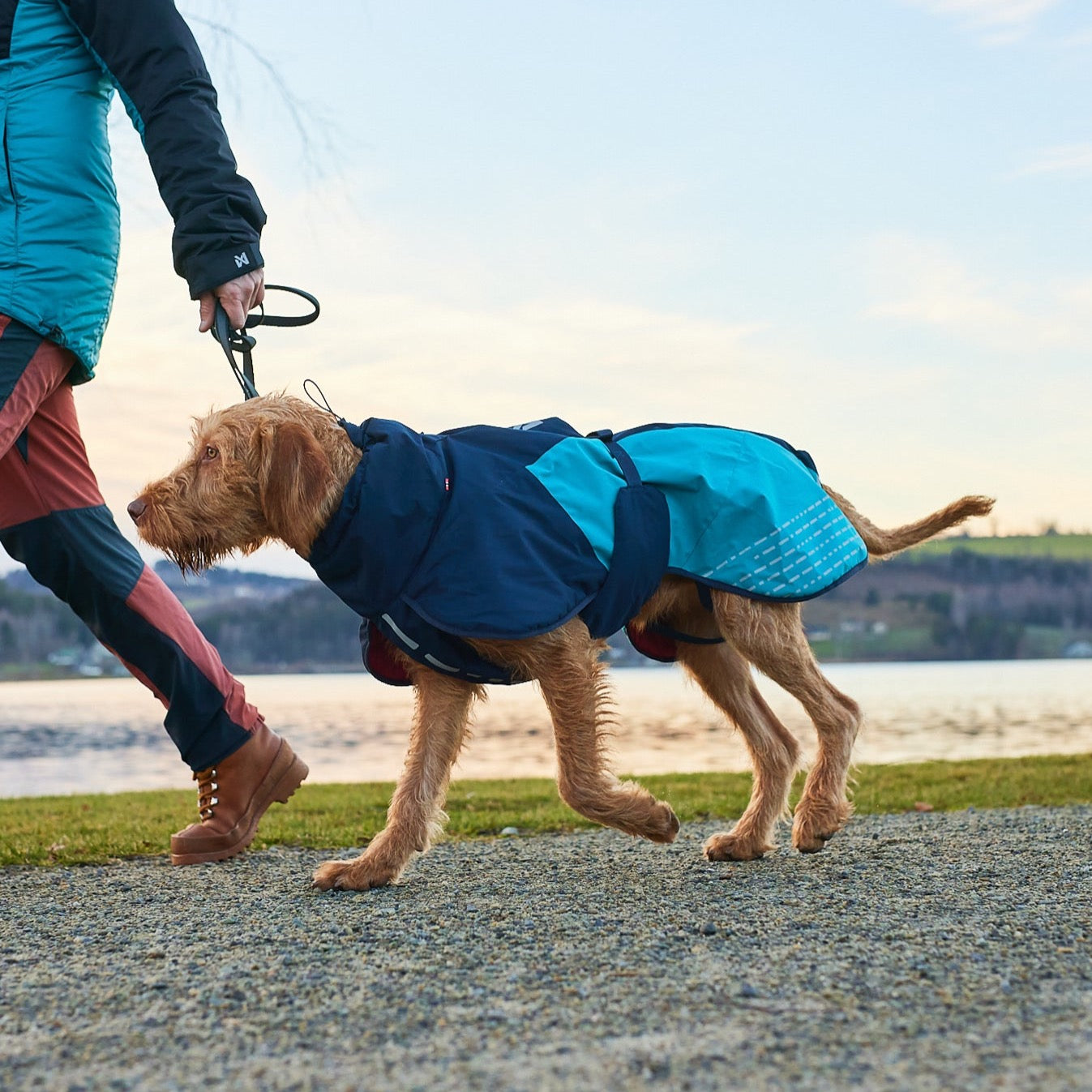 Vizsla draagt Non-stop Dogwear Honden Winterjas Glacier 2.0 Blauw teal rood