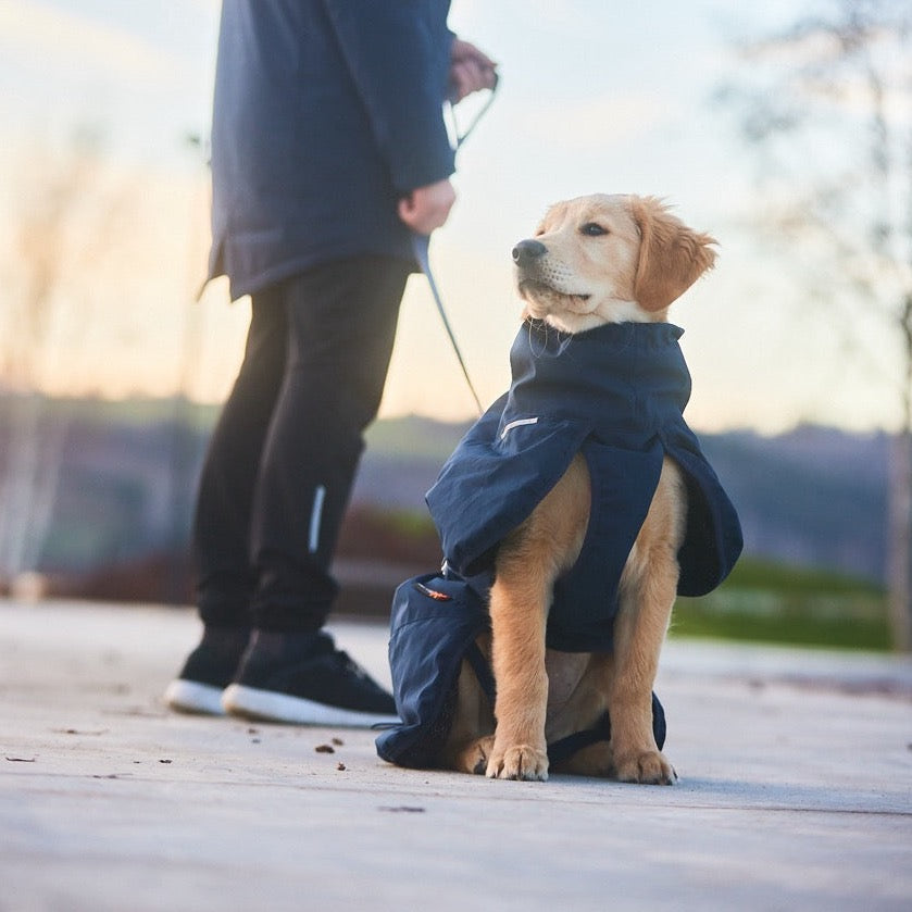 Golden Retriever met Non-stop dogwear hondenwinterjas Glacier 2.0 Wol Blauw