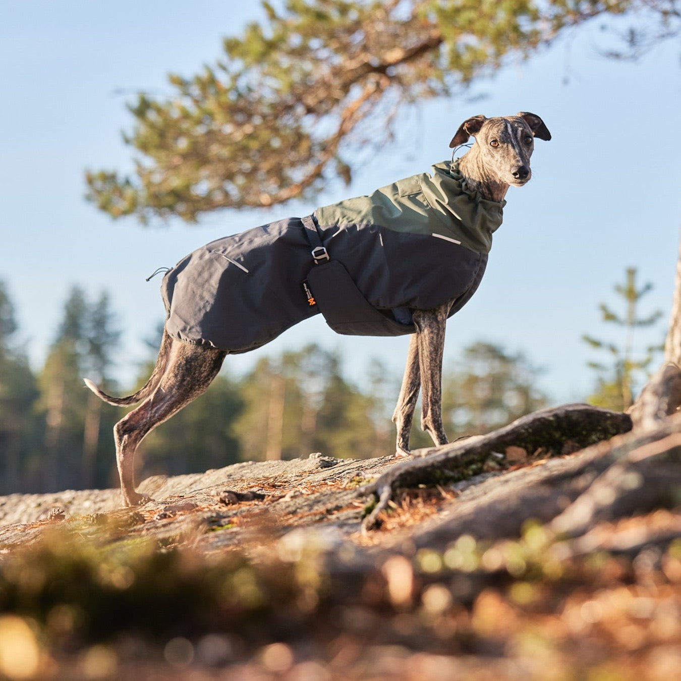 Windhond met Non-stop dogwear hondenwinterjas Glacier 2.0 Wol Groen/grijs