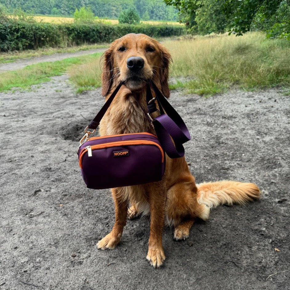 Golden retriever met beloningstasje hond