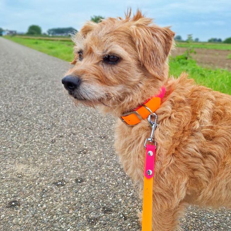 halsband en riem smous hondje