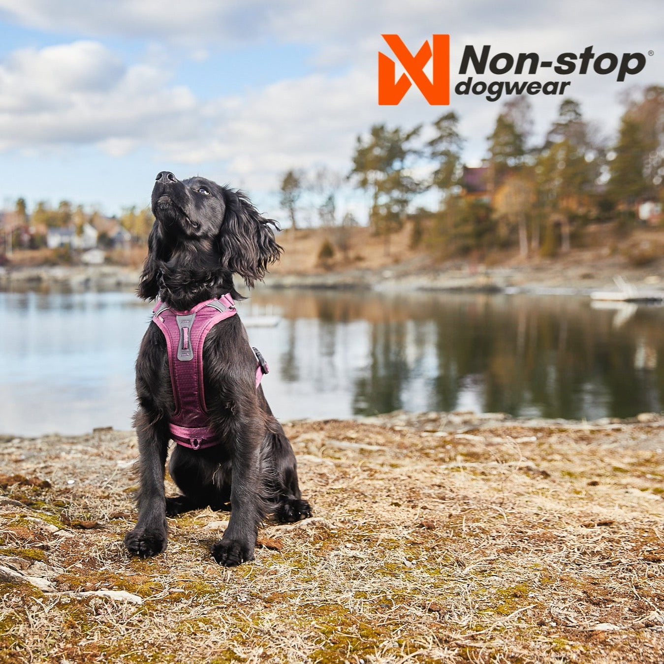 ramble harnas cocker hond paars non stop dogwear