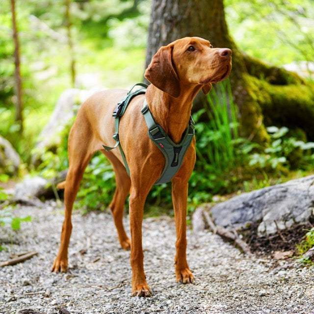 harnas vizsla tuigje non stop dogwear