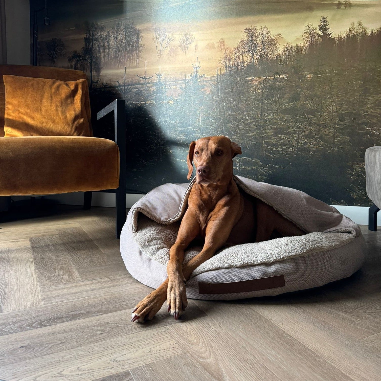 vizsla ligt in hondencave