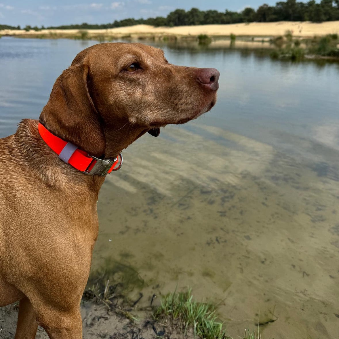 klikhalsband biothane hond met naam