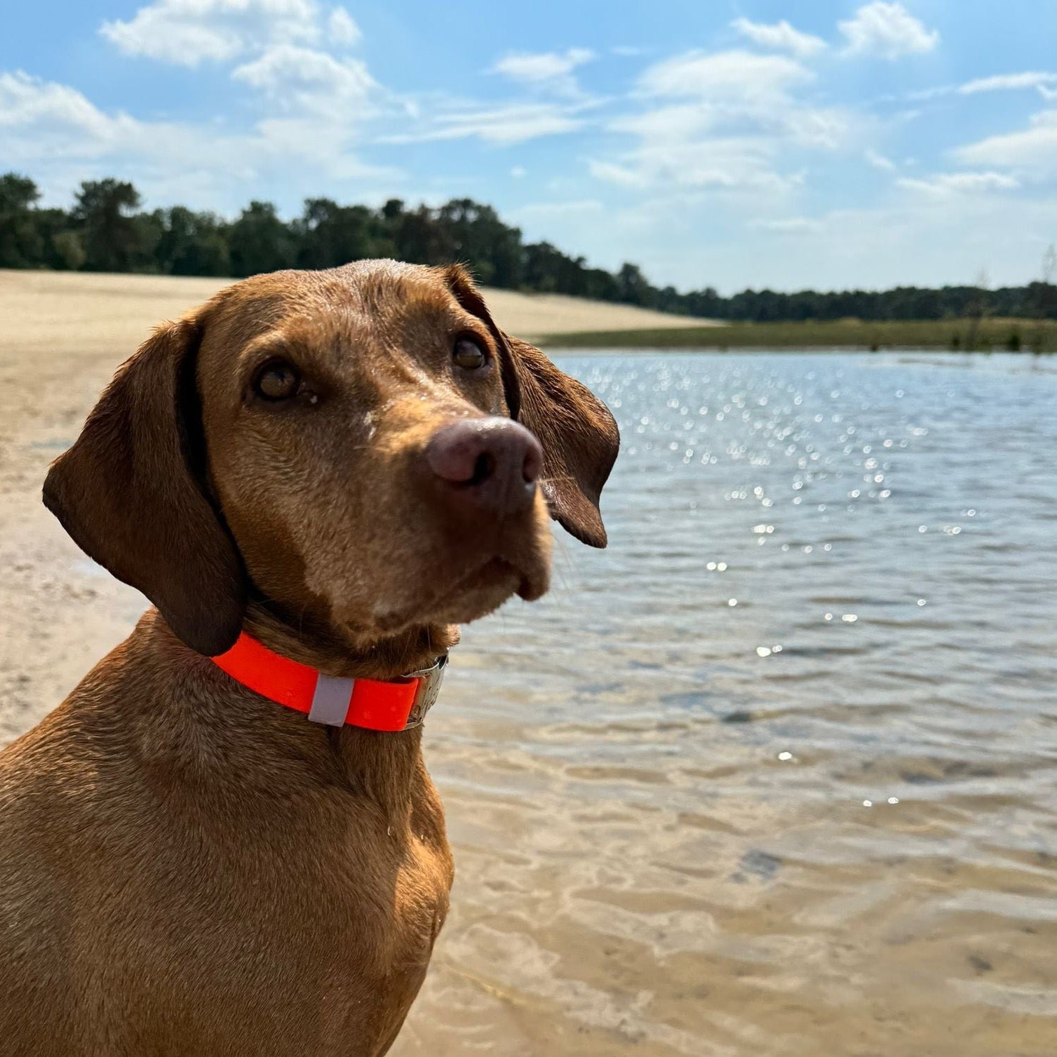 klikhalsband biothane hond neon oranje en pastelpaars