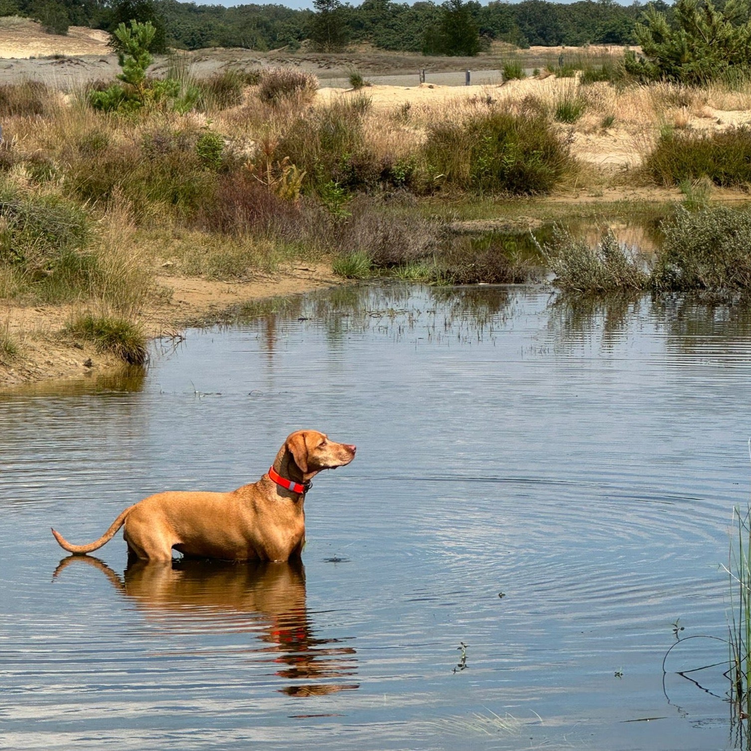 klikhalsband-biothane-vizsla