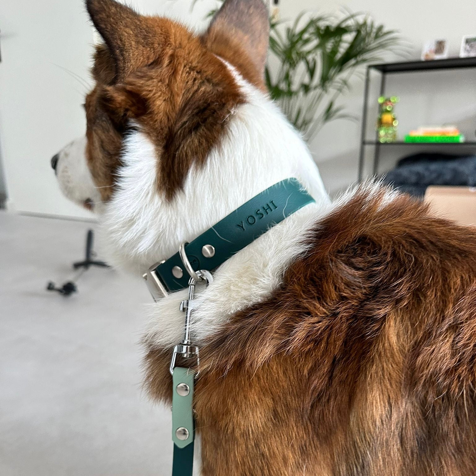 klikhalsband hond met naam corgi groen