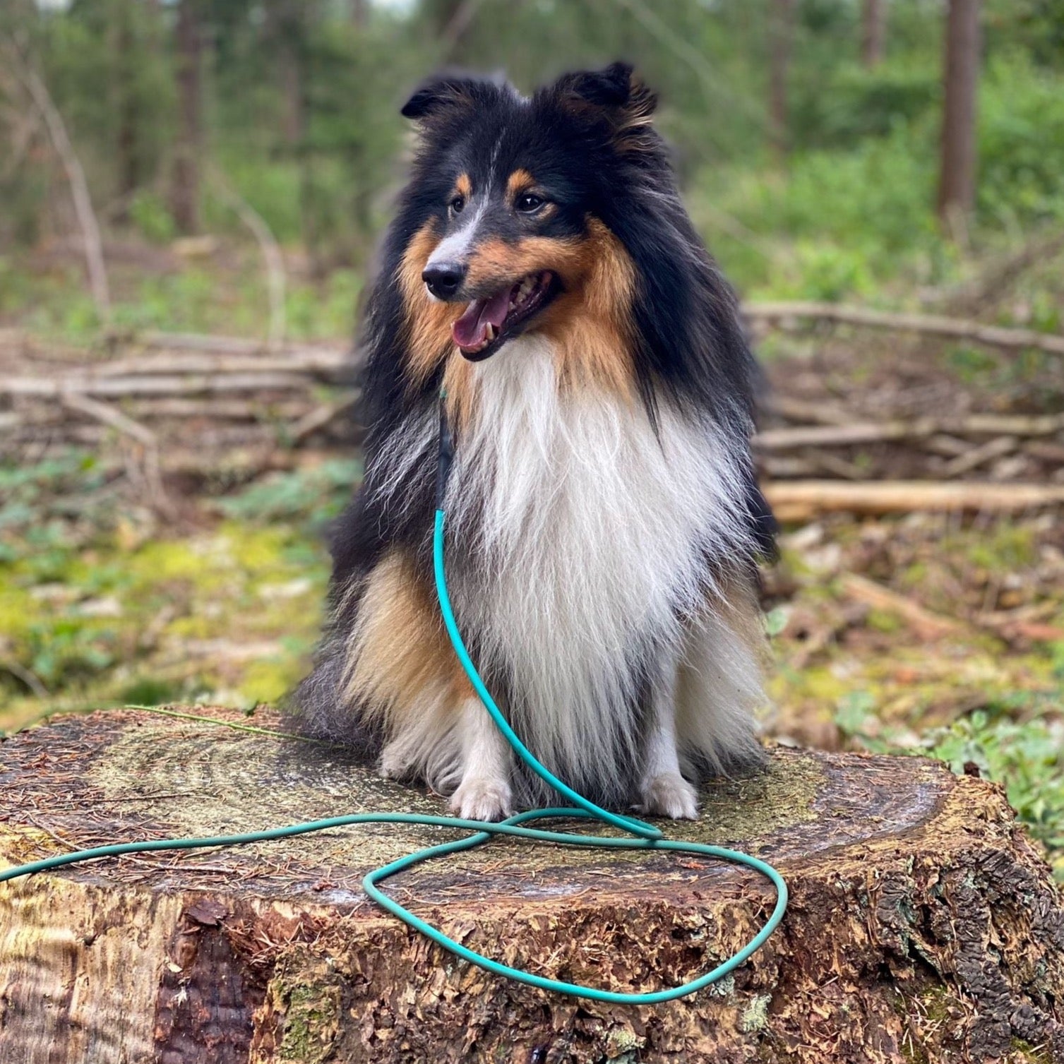 lange lijn vanaf 5 meter sheltie