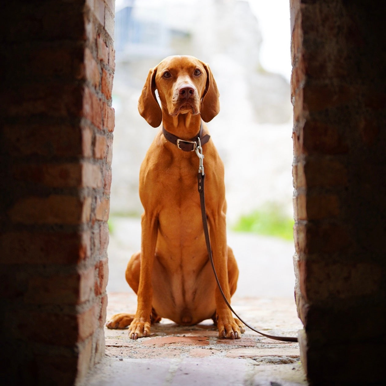 vizsla met leren hondenriem en hondenhalsband