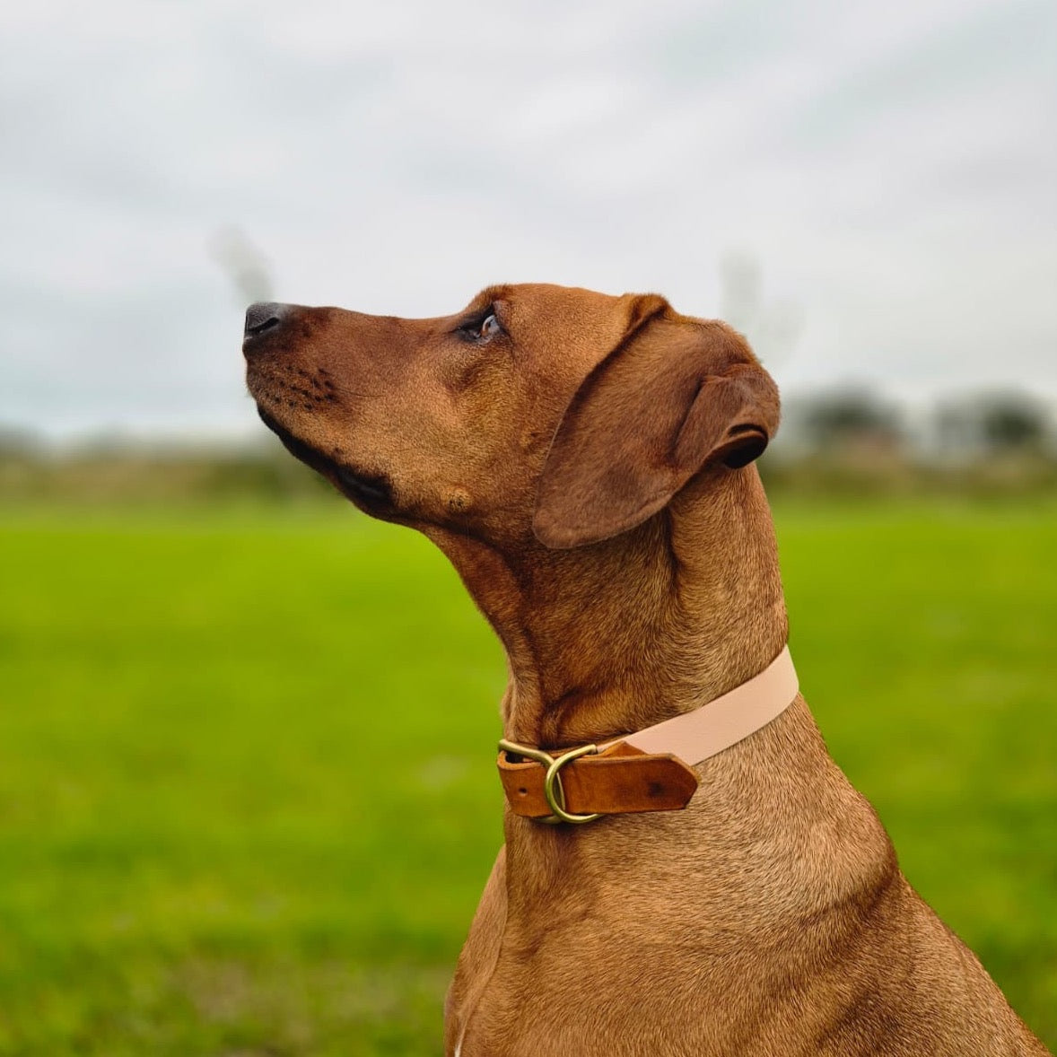 luxe hondenhalsband ridgeback