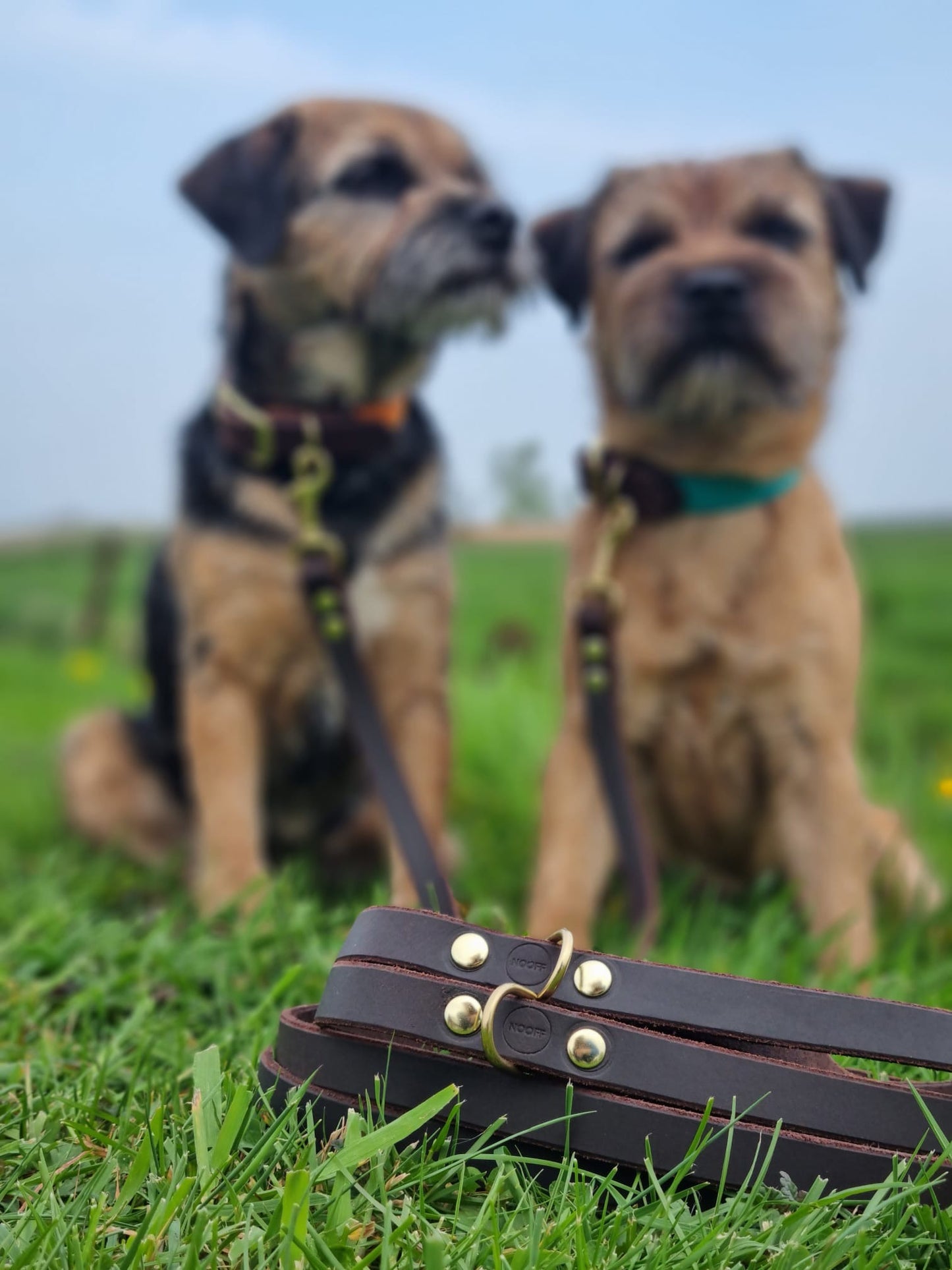 luxe leren riem voor border terriers