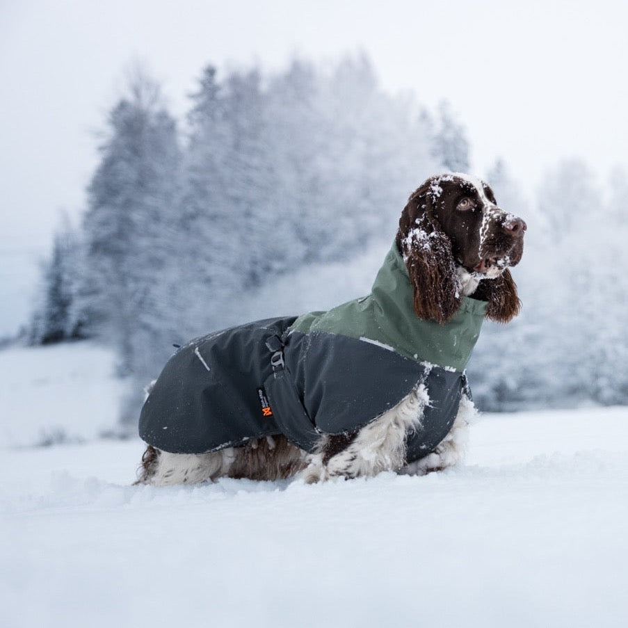 Engelse Cocker met Non-stop dogwear hondenwinterjas Glacier 2.0 Wol Groen/grijs