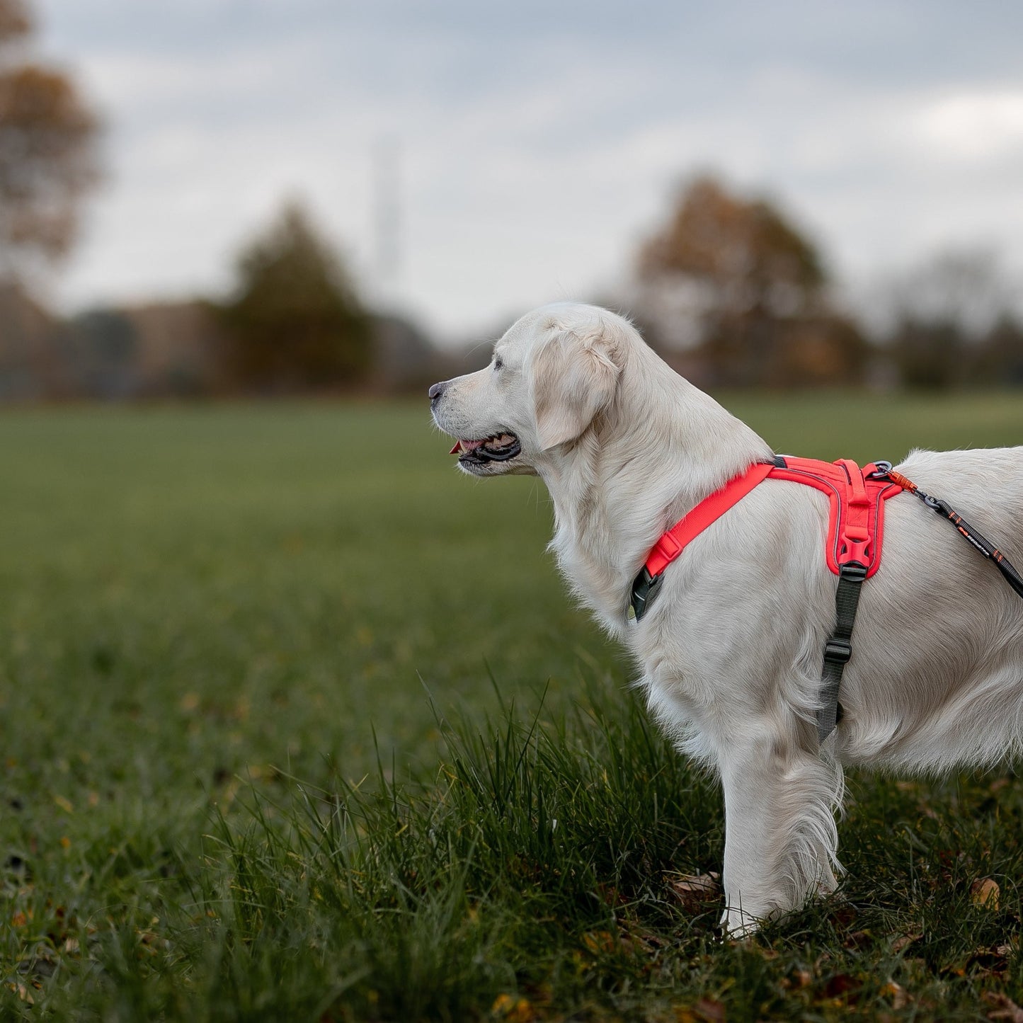 ramble tuigje golden retriever roze grijs