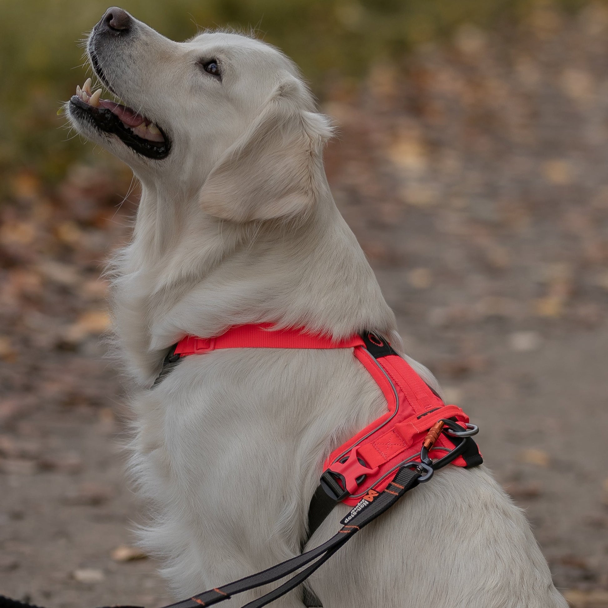 ramble y tuigje golden retriever roze grijs