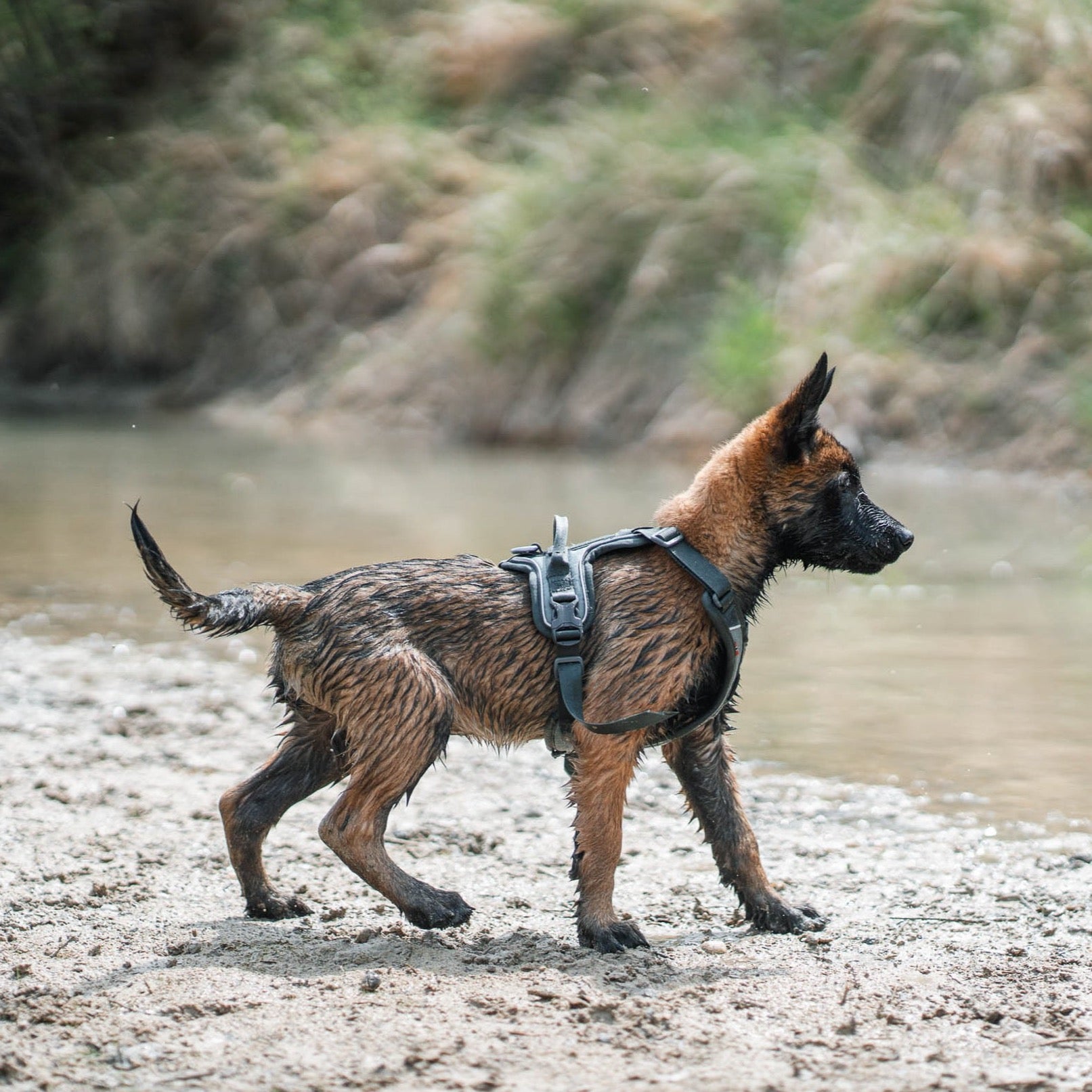 ramble y tuigje hond non stop dogwear herder groen