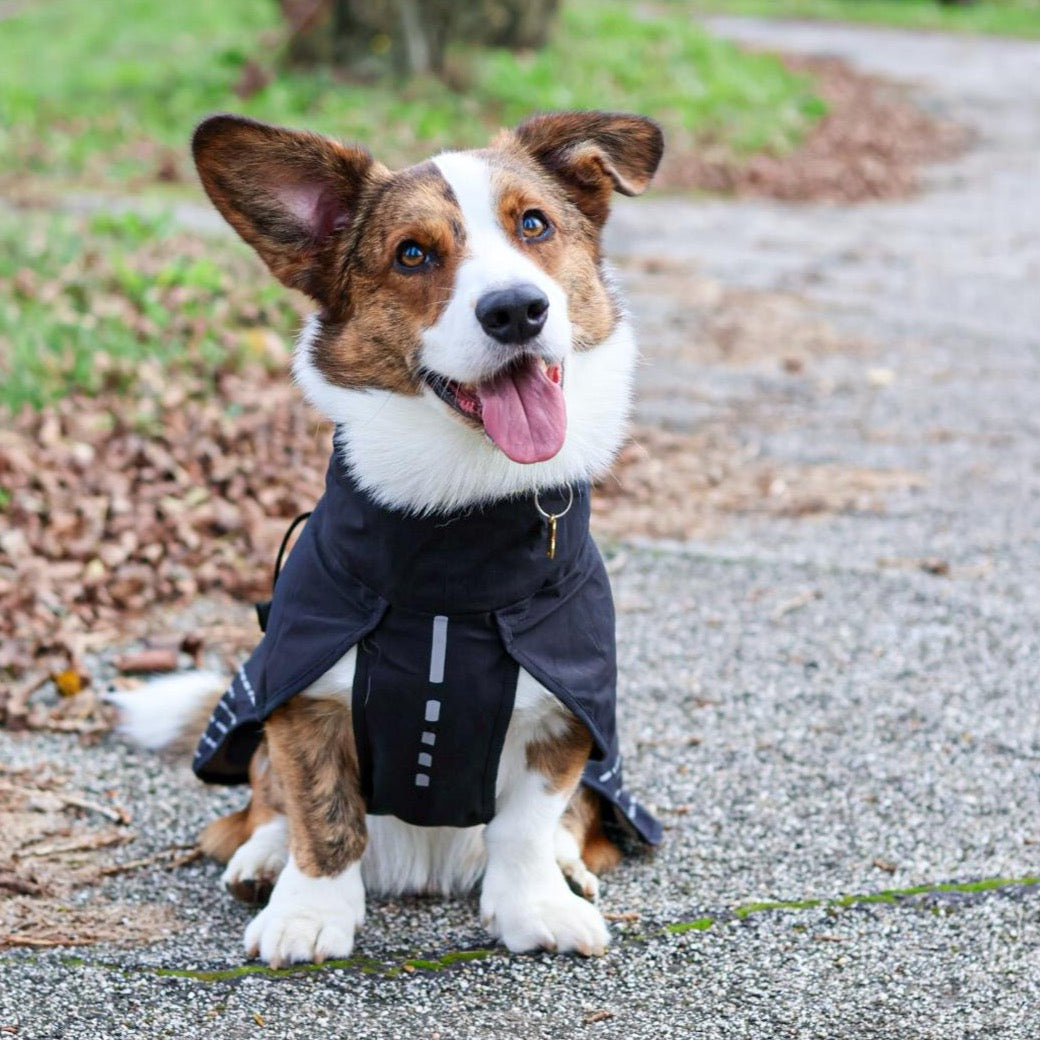 Corgi draagt Non-stop Dogwear regenjas Fjord in de kleur zwart