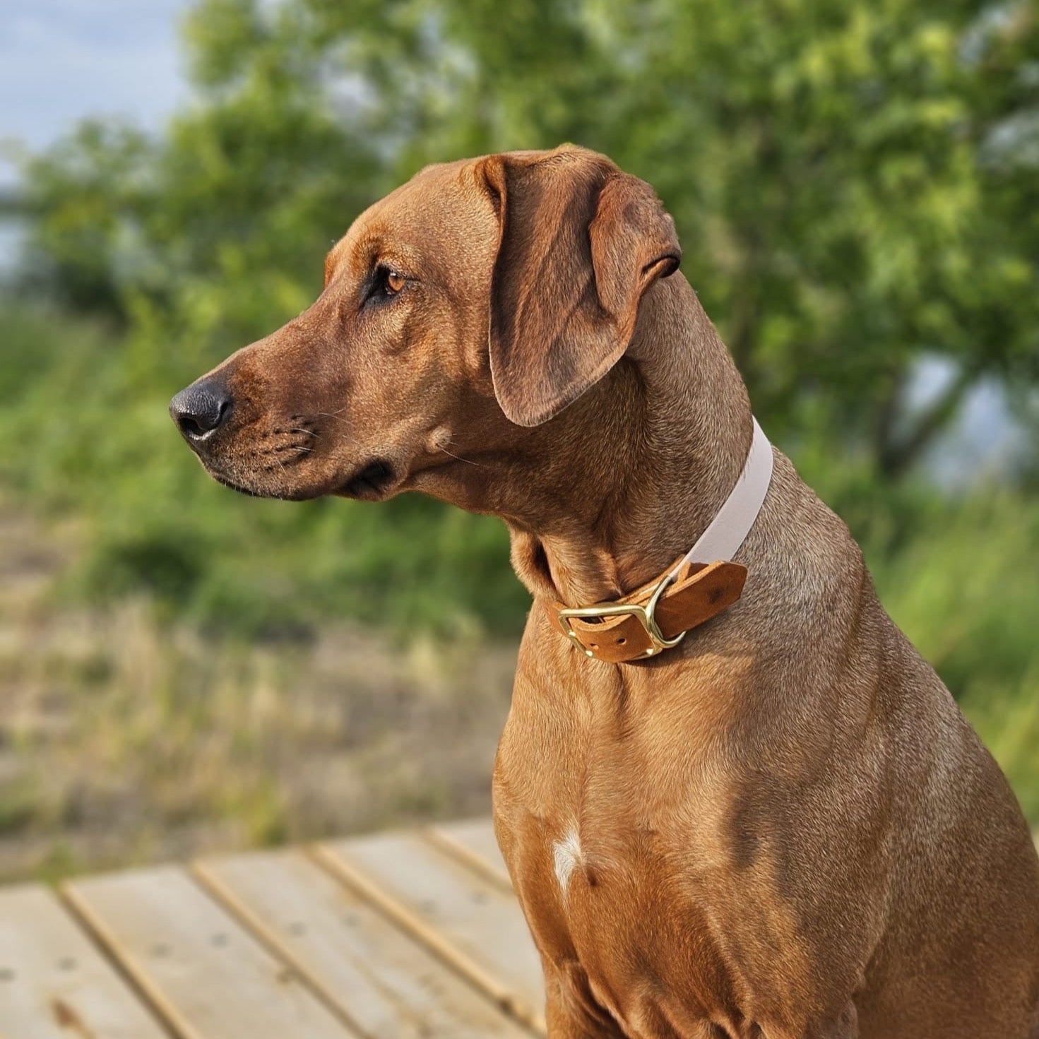 ridgeback luxe hondenhalsband